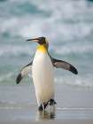 King penguin. South America, Falkland Islands, Saunders Island Art Print